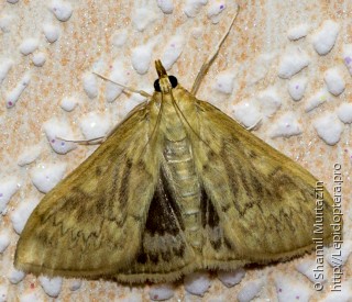 Ostrinia nubilalis