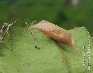 Ypsolopha parenthesella