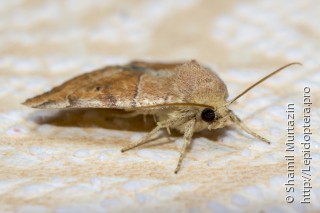 Cosmia trapezina