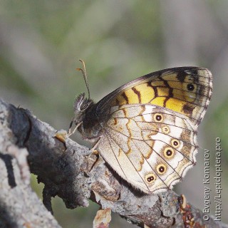 Kirinia eversmanni