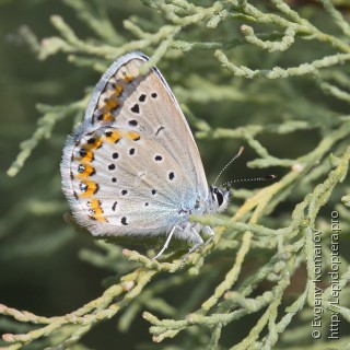 Plebejus maracandicus