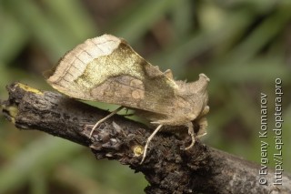 Diachrysia stenochrysis