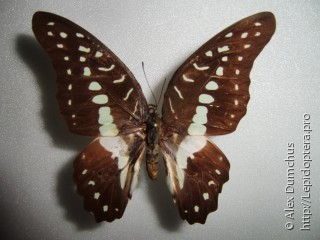 Graphium meyeri