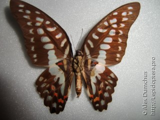 Graphium meyeri