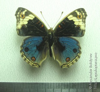 Junonia orithya