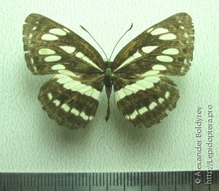 Neptis hylas