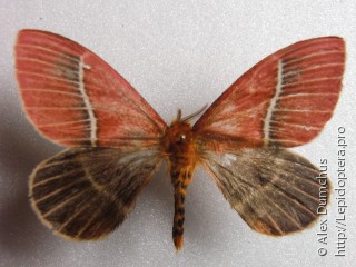 Pseudodirphia
