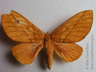 Самка  Citioica anthonilis