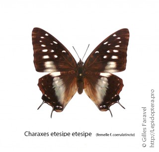 Имаго  Charaxes etesipe