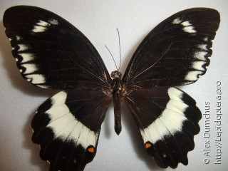 Имаго  Papilio ptolychus