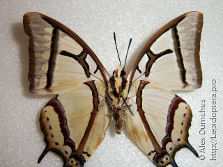 Polyura narcaeus