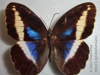 Dasyophthalma rusina