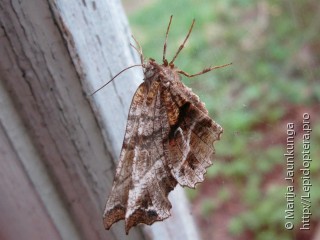 Selenia dentaria