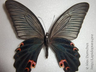 Имаго  Papilio protenor