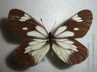 Aporia larraldei