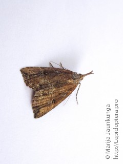 Hypena rostralis