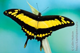Имаго  Papilio thoas