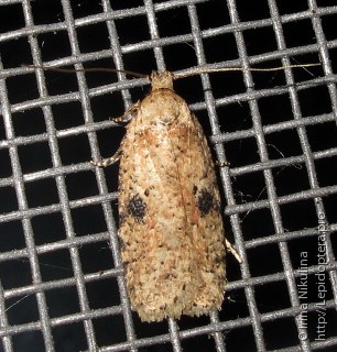 Agonopterix propinquella