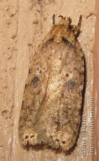 Agonopterix propinquella