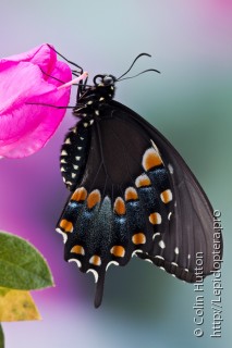 Имаго  (Papilio troilus)