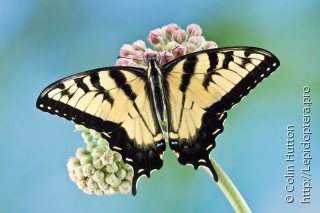 Имаго  Papilio glaucus