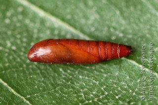 Psoricoptera speciosella