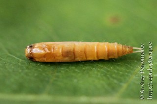 Caloptilia jurateae