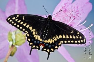 Имаго  Papilio polyxenes