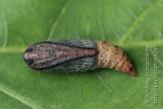 Pseudoterpna pruinata