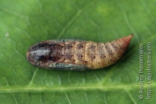 Pseudoterpna pruinata