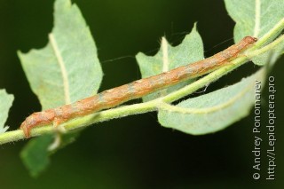 Paradarisa consonaria