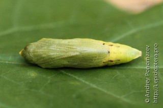 Colias myrmidone