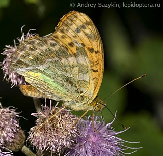 Argynnis paphia