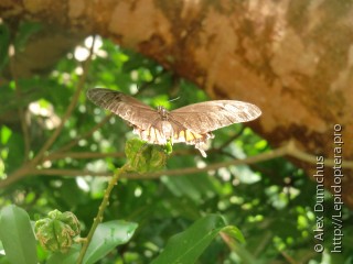 Lepidoptera