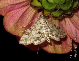 Имаго  (Elophila nymphaeata)