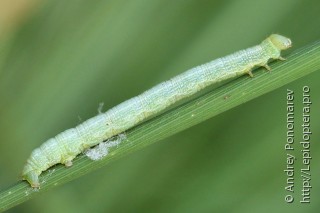 Cleora cinctaria