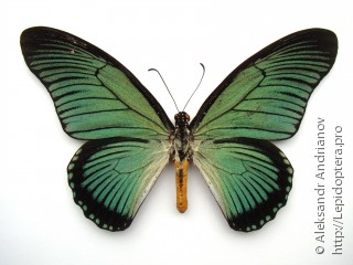 Самец  Papilio zalmoxis