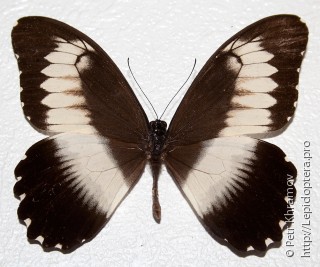 Имаго  Papilio mechowianus