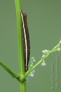 Dypterygia scabriuscula