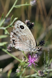 Lepidoptera