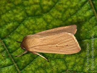 Mythimna pallens