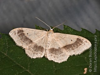 Idaea aversata