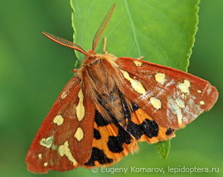 Hyphoraia aulica