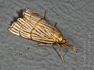 Chrysocrambus linetella