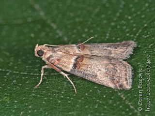 Имаго  Acrobasis tumidana