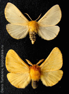 Самец и самка  (Lemonia taraxaci)