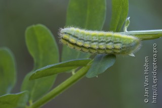 Polyommatus daphnis