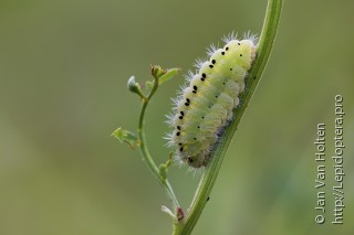 Zygaena loti