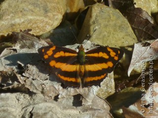 Symbrenthia lilaea