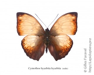 Самец  Cymothoe hyarbita